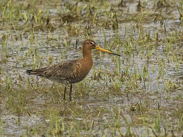 Mustapyrstökuiri, Black-tailed Godwit, Limosa limosa